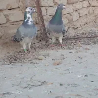 دو جفت مسافتی|پرنده|کرباسک, |دیوار