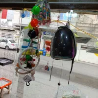 انواع پرنده و وسایل پرنده|پرنده|صومعه‌سرا, |دیوار