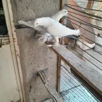 کبوتر کفتر|پرنده|تبریز, |دیوار