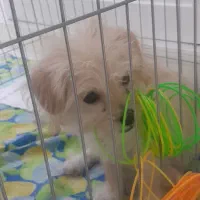 توله سگ ماده ۲ ماهه شیتزوپودل|سگ|قم, انسجام|دیوار