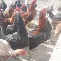 خروس دورگه لاری و گلپایگانی