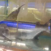 پنگوسی بله بلند