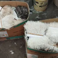 نوار پر سوزنی شترمرغ