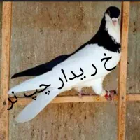 چپ و سیاه دم سفید