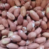 بادام زمینی ک ل ا ه ب