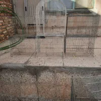 دوعدد جوجه پران ۶ عدد ساده|پرنده|اهر, |دیوار