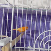 قناری|پرنده|کرمان, |دیوار