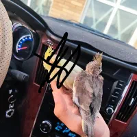 جوجه عروس سرلاکی