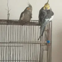 یک جفت عروس هلندی سخنگو