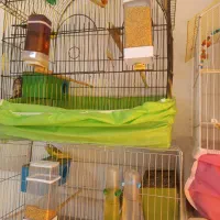 تعداد 9عدد مرغ عشق بفروش می رسد|پرنده|میانه, |دیوار