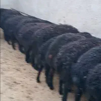 تعداد۲۰راس بره نر بومی یکدست|حیوانات مزرعه|قم, شاه ابراهیم|دیوار