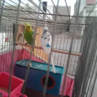 مرغ اشق انگلیسی|پرنده|بهبهان, |دیوار