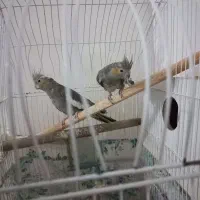 باسلام عروس هلندی شماره تماس