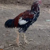 خروس لاری