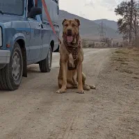 گمشده سگ سرابی اراک