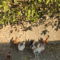 مرغ و خروس گلین