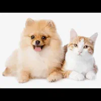 واگذاری انواع گربه|گربه|اصفهان, رهنان|دیوار