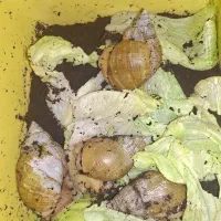 ۶ عدد حلزون