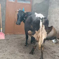 گاو پرشیر آبستن