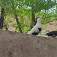 نر دومی یکه