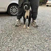 سگ پیتبول ماده