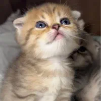 بچه گربه اسکاتیش پرشین