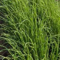 فروش،نهال پیاز جیرفتی اماده جابجایی