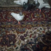 کفتر هم هوای|پرنده|تربت جام, المهدی|دیوار