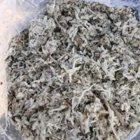 تفاله چغندر|حیوانات مزرعه|فرخ‌شهر, |دیوار