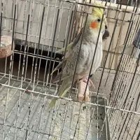 عروس هلندی جفت