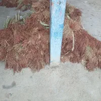 جارو درجه یک