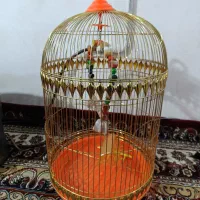 قفس پرنده طلایی