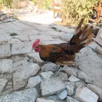 مرغ خروس مینیاتوری