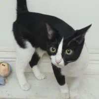 واگذاری گربه|گربه|کرج, شاهینویلا|دیوار