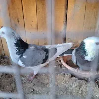 دوجفت نرو ماده ابلغ سبز دهن جور
