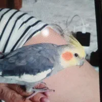 عروس هلندی  دستی گمشده خورزوق مرغ ماهی سیمرغ