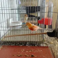 قناری موزاییکی فایو نژاد دار معاوضه با سهره|پرنده|کبودرآهنگ, |دیوار