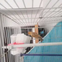 قناری اوپال سرخ نر|پرنده|مشهد, امیریه|دیوار