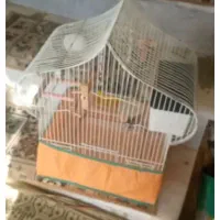 مرغ عشق رینبو|پرنده|سنندج, |دیوار