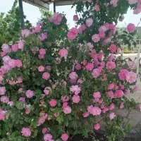 تور ویژه و خاص گلاب گیری کاشان
