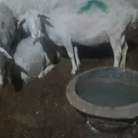 میش لاکن اصل فرانسه ابستن با پلاک وبز صلاحه ابستن