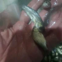 بچه ماهیان گرم ابی|ماهی|کرمان, |دیوار