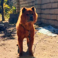 واگزاری چاوچاو|سگ|همدان, |دیوار