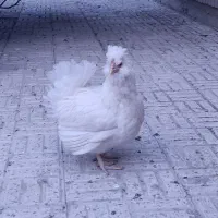 مرغ و خروس گلین پاکوتاه طوسی