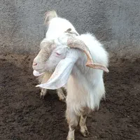 بز نر جوان