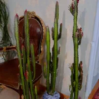 افربیا قرمز
