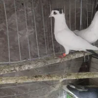 ی عدد کبوتر ابلغ کاکلی