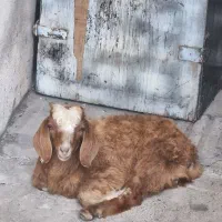 بزغاله نر رام
