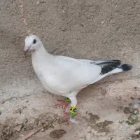 ۳تا  سار سوسکی