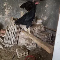 مرغ لاری نسل دار